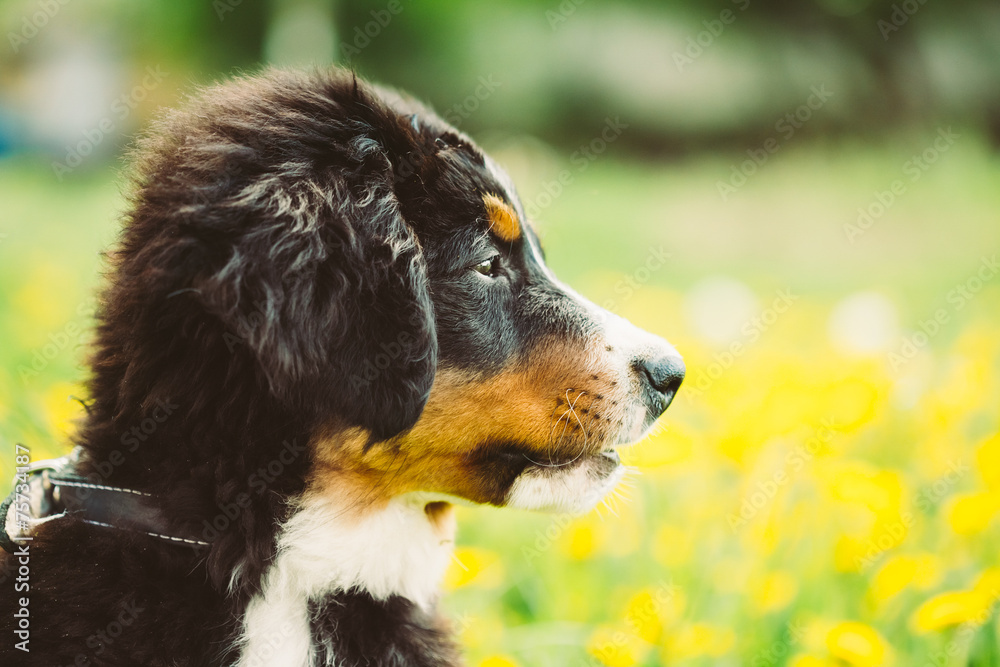 伯尔尼山犬Berner Sennenhund小狗