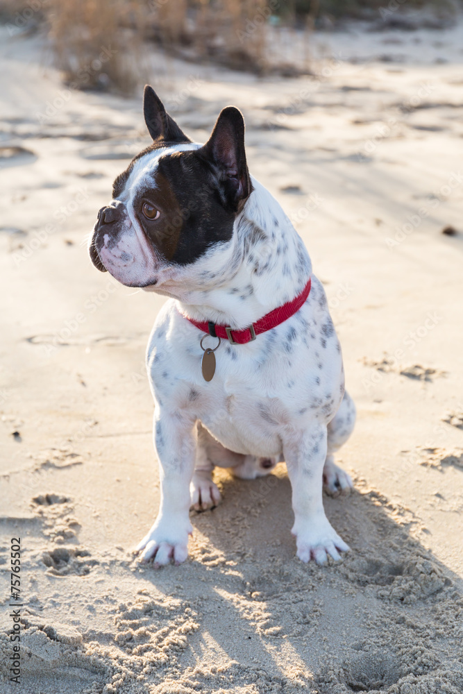 Portrait of french bulldog on the beach