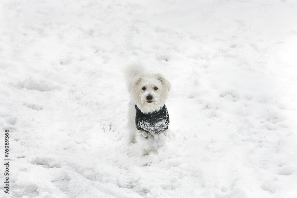 雪地里的小马耳他小狗