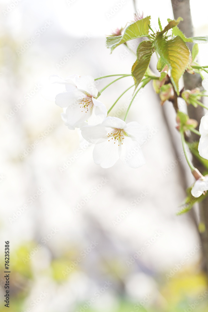 春暖花开