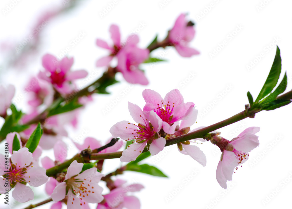 pink blossoms