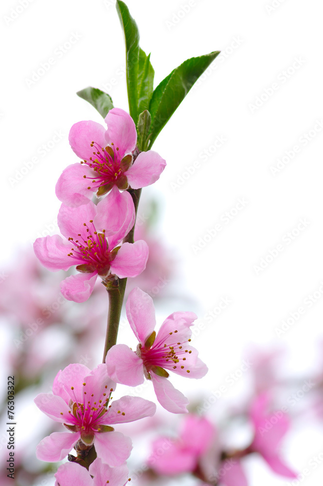 粉色花朵