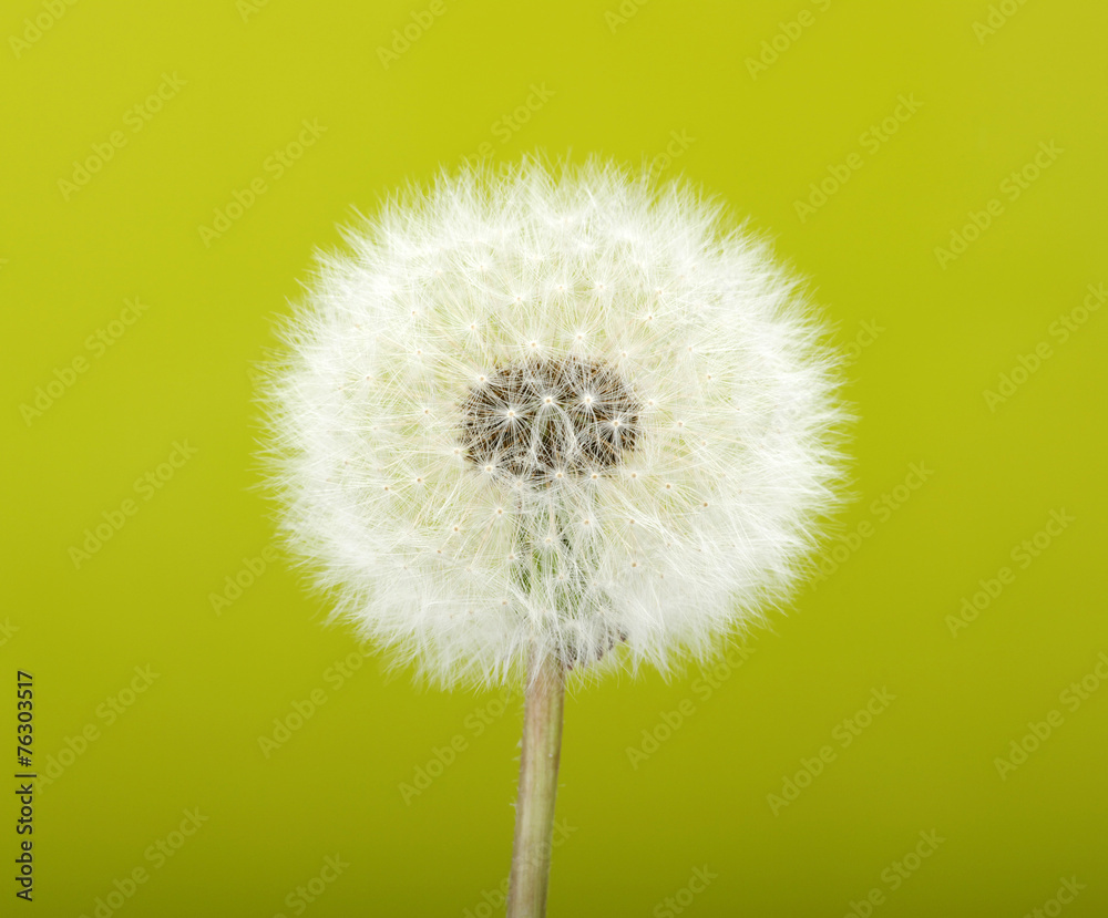 Spring dandelion