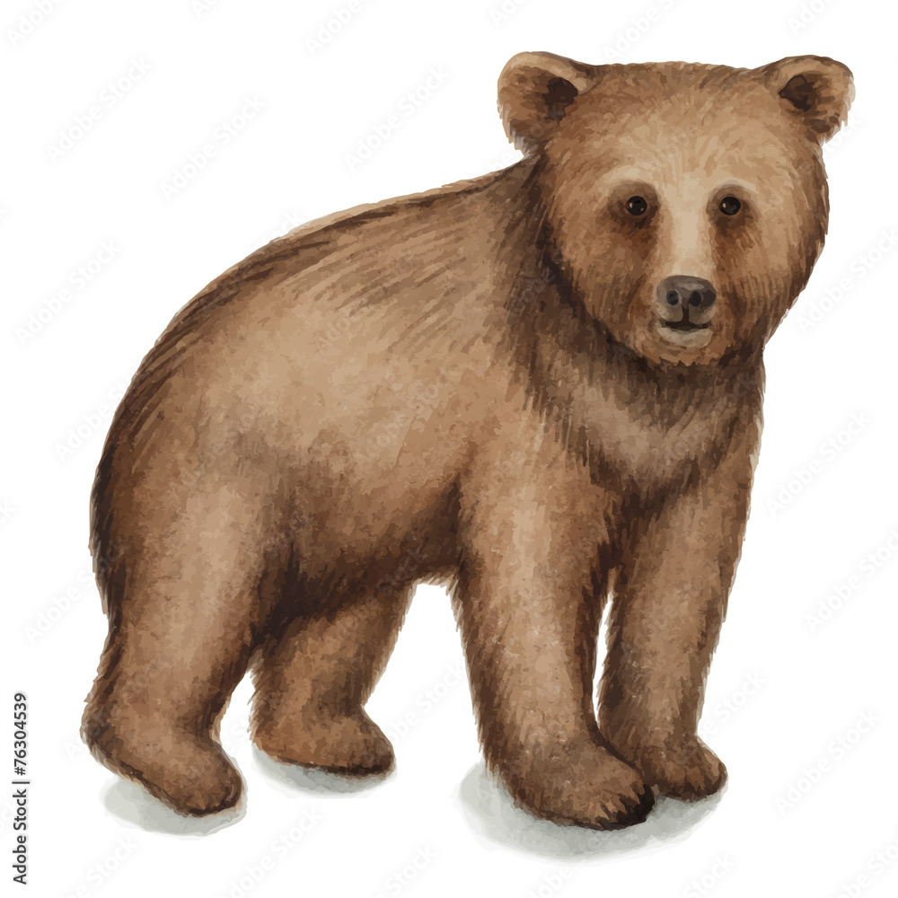 Brown bear