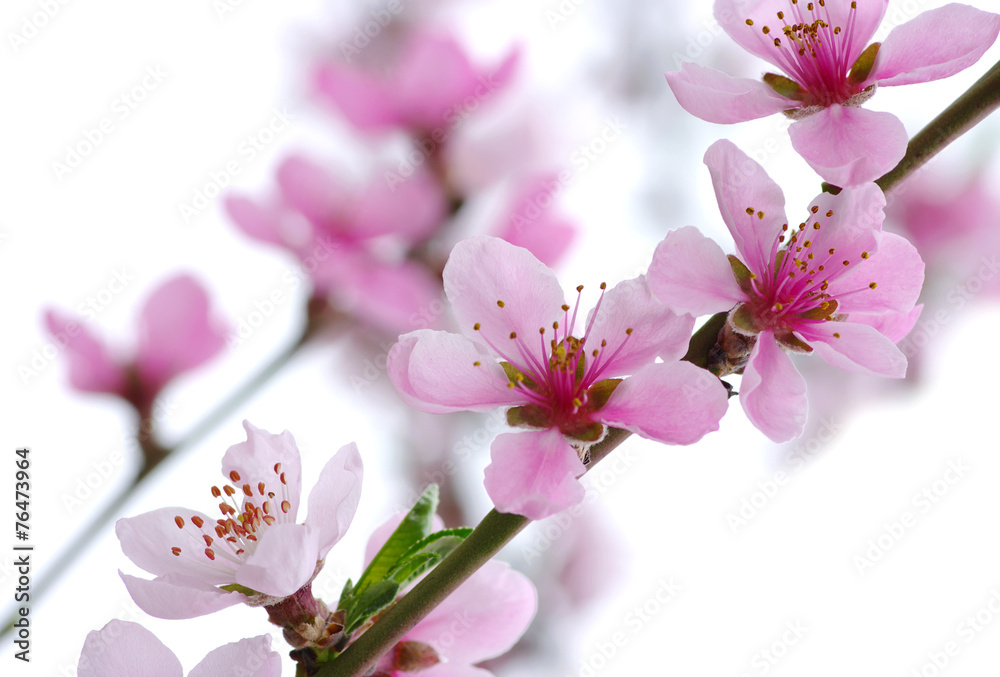 pink blossoms