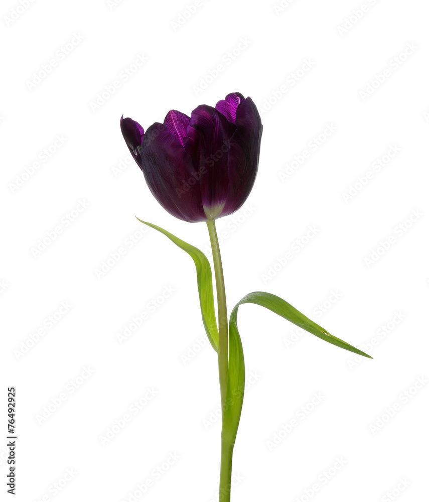 tulip