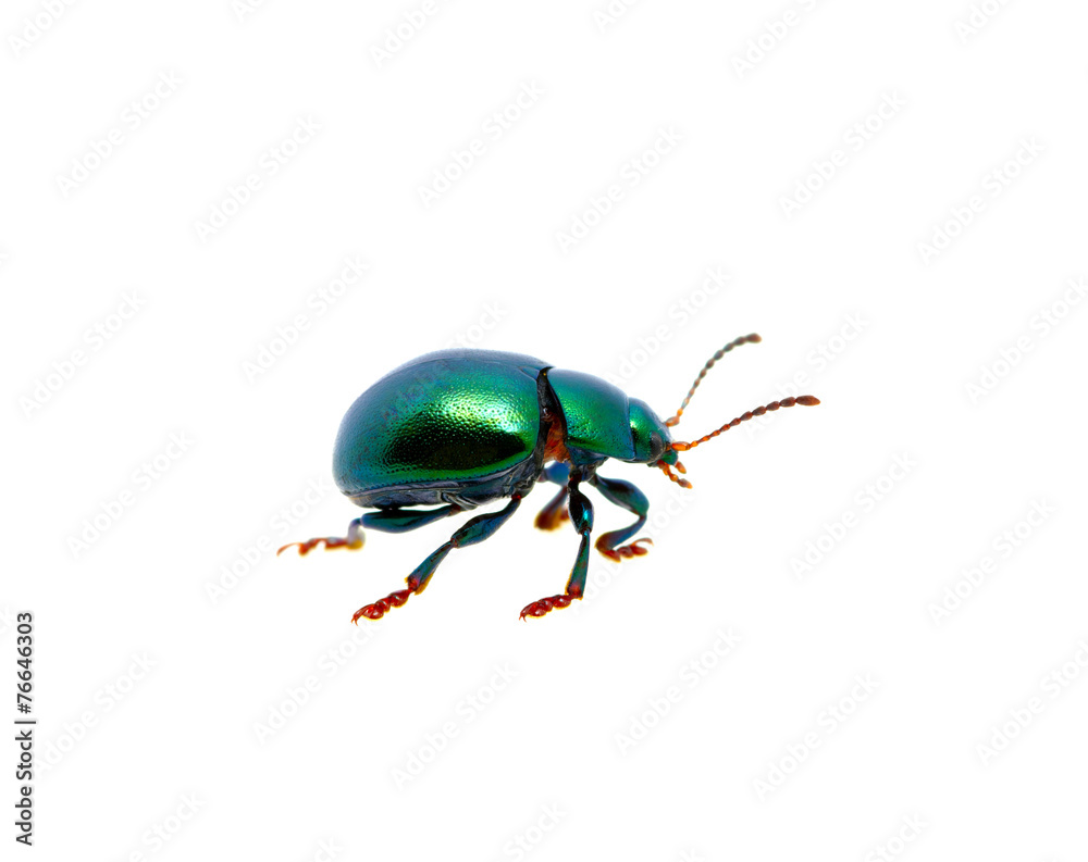 Green beetle