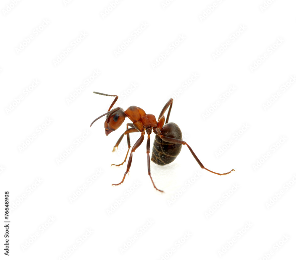 Ant on white