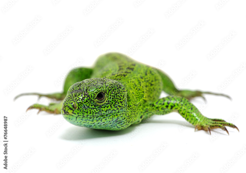 green lizard