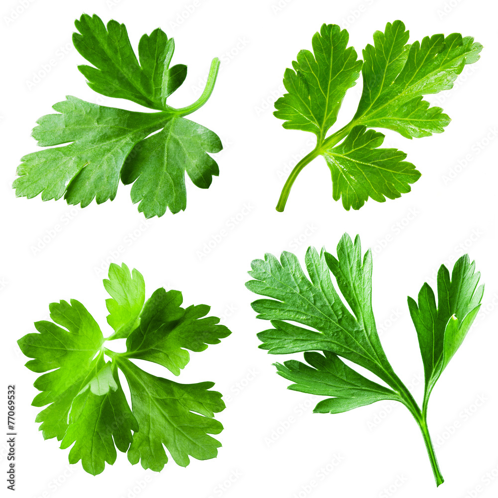 Parsley isolated on white background. Collection