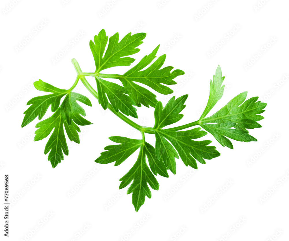 白底隔离的Parsley