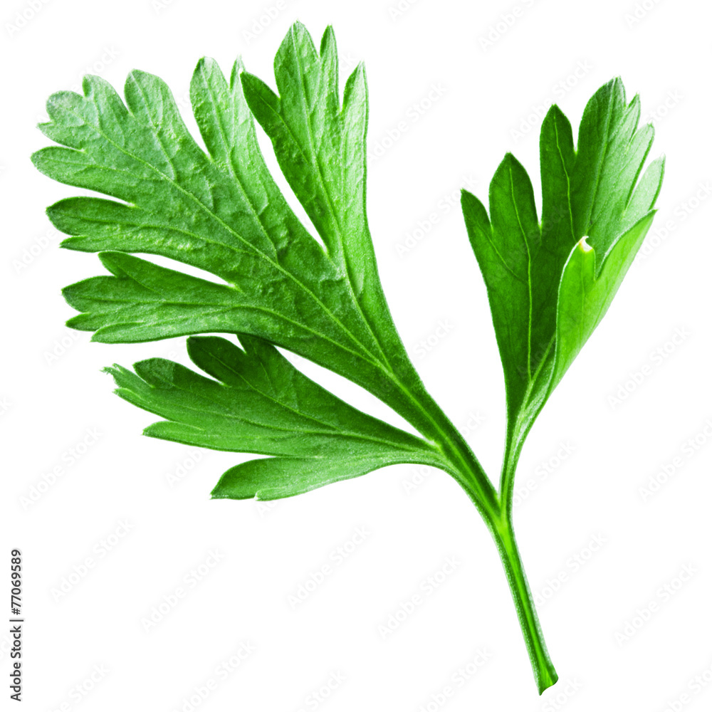 白底隔离的Parsley