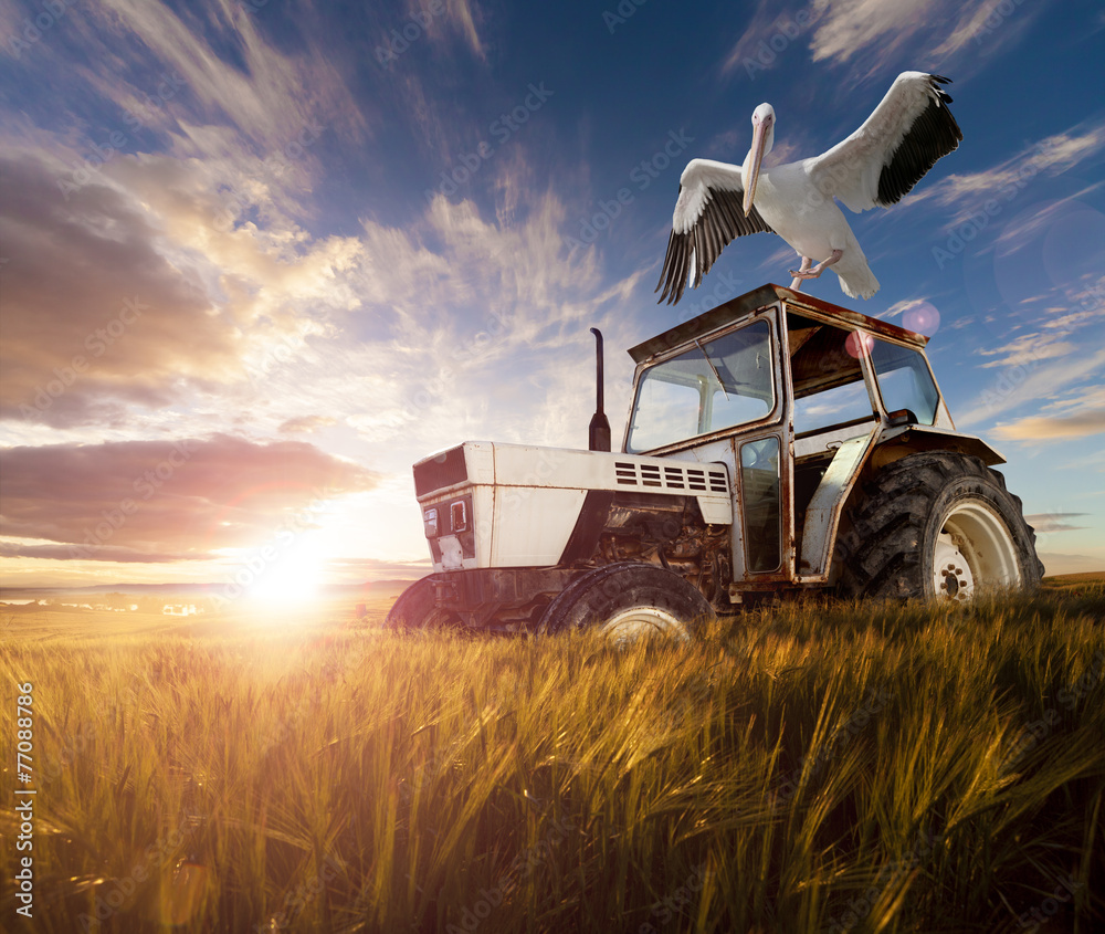 Campos de trigo, aves exóticas y tractor.Viaje Rural