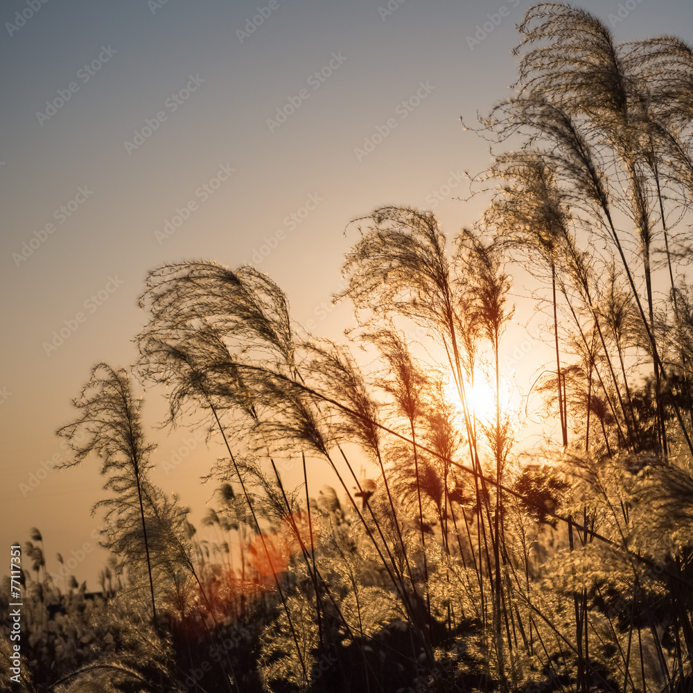 芒花特写