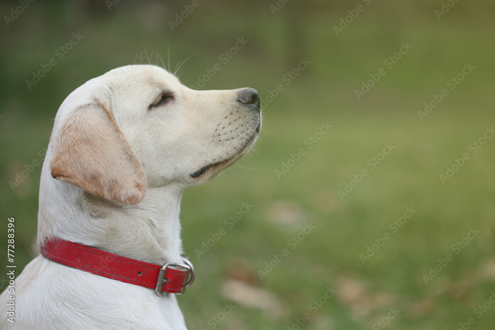 院子里的Sara拉布拉多寻回犬