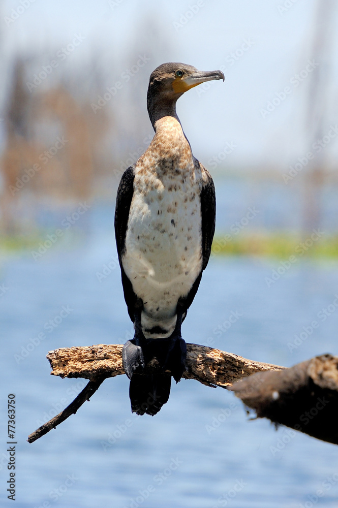 Cormorant