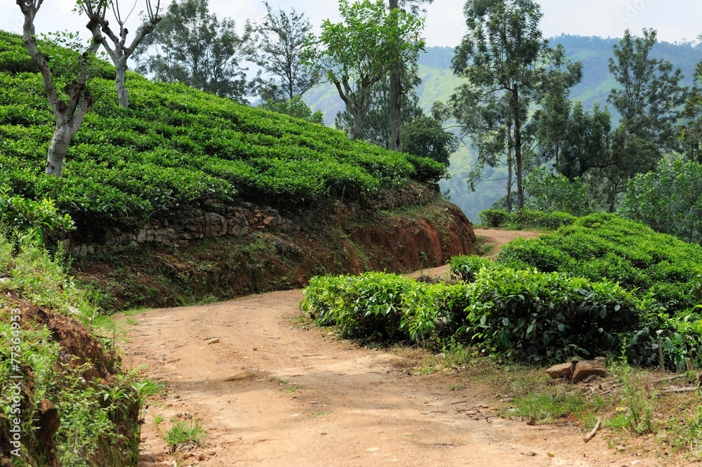 茶园高地