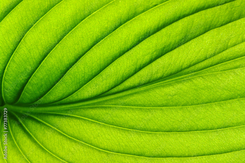 green leaf texture