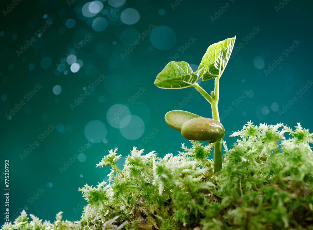 长满苔藓的植物