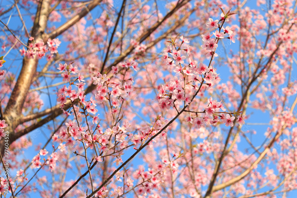 野生喜马拉雅樱桃（夏枯草）（泰国樱花）