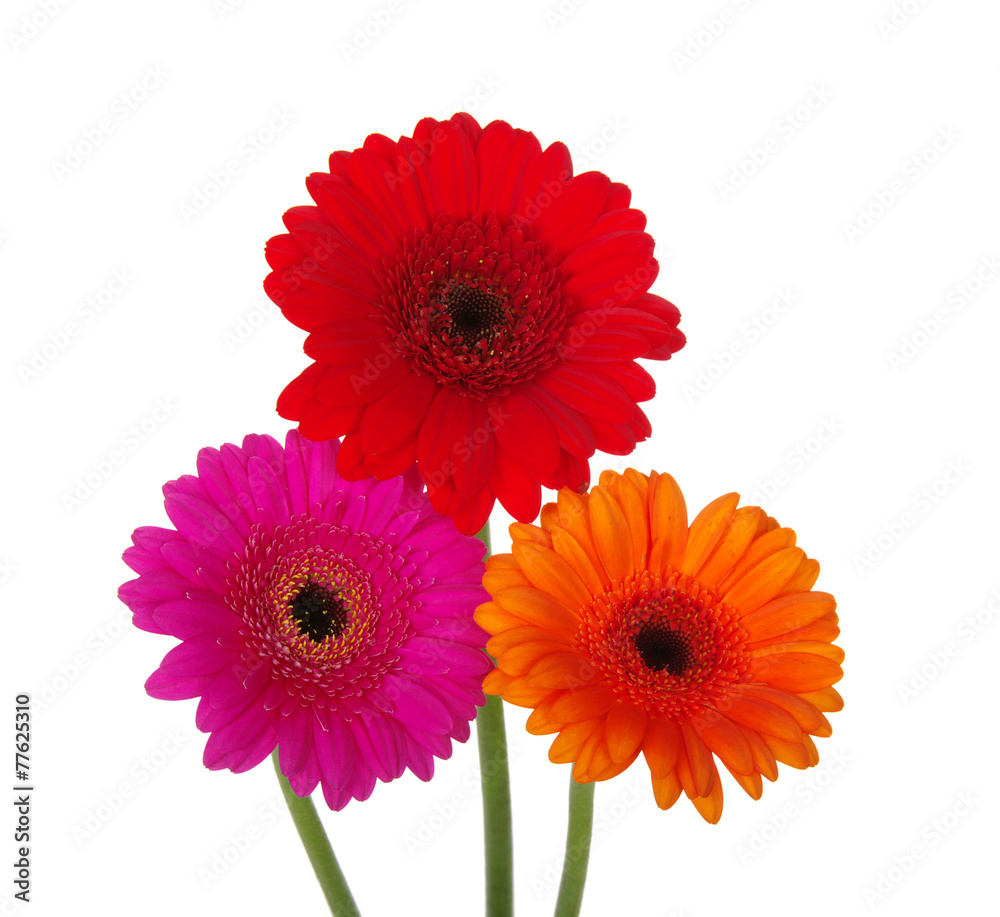 gerbera