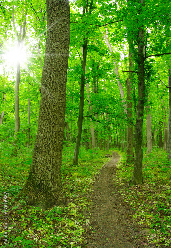 green forest