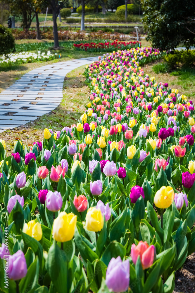 春天的郁金香花田