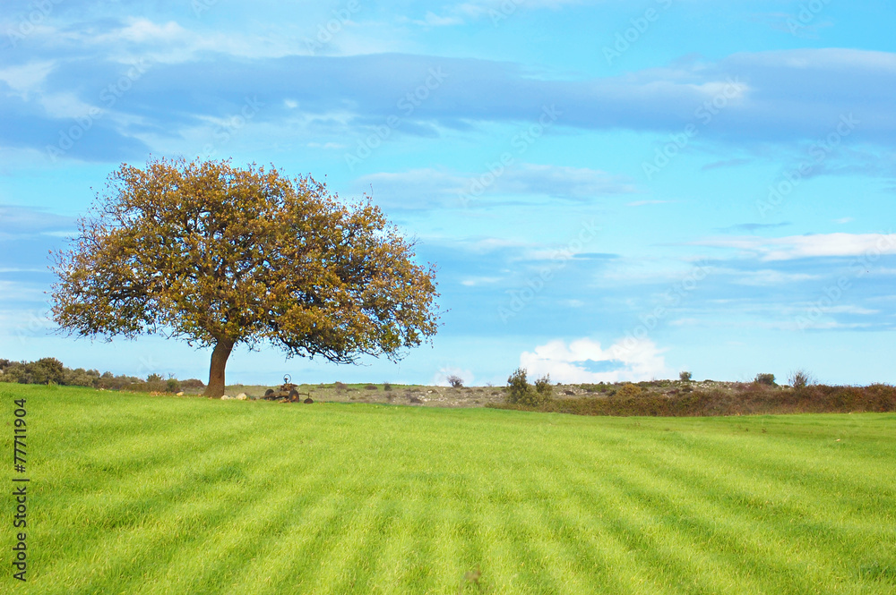 Albero sul prato