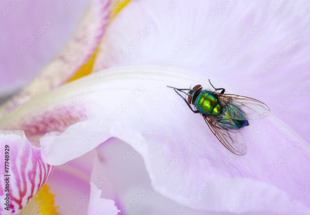 green fly