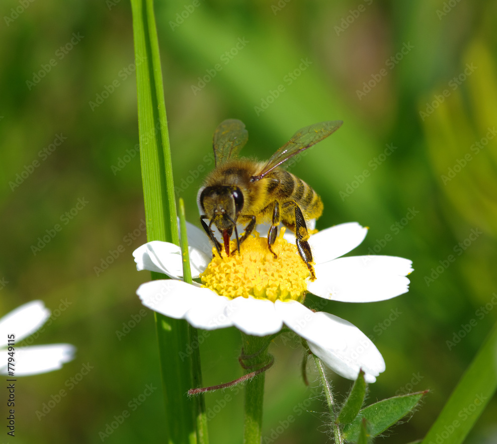 蜜蜂