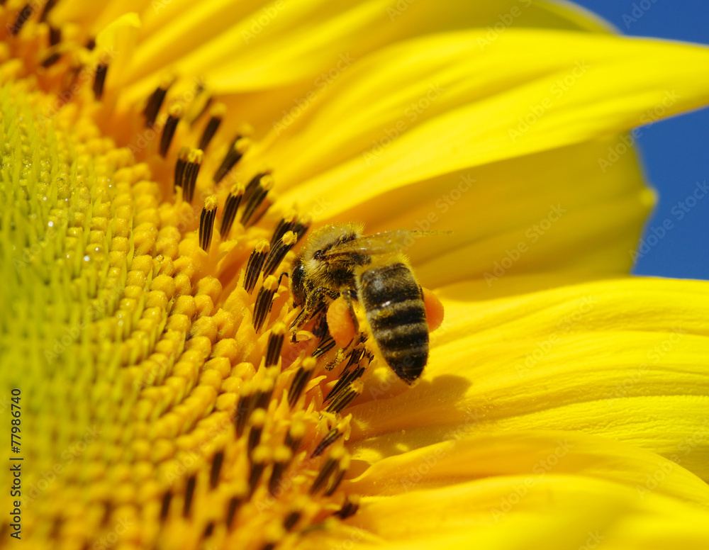 bee in the sunflower