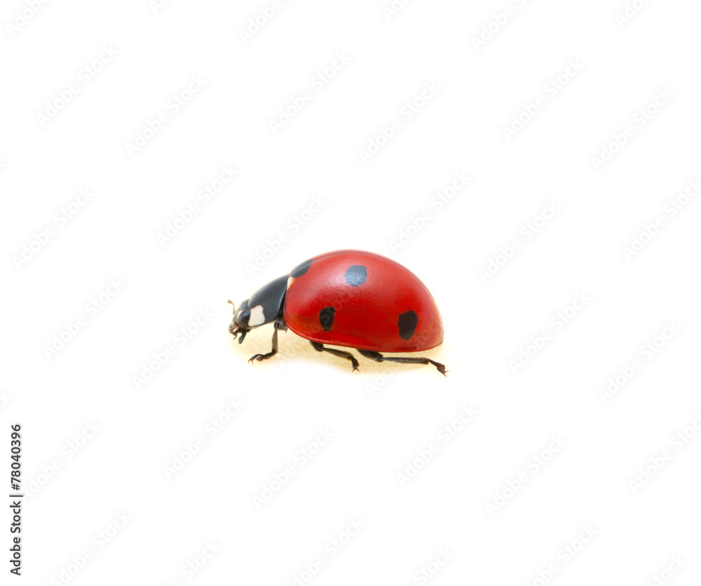 Ladybug