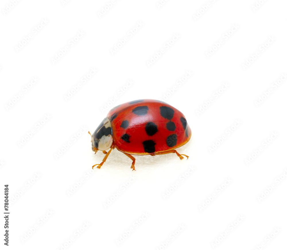 Ladybug