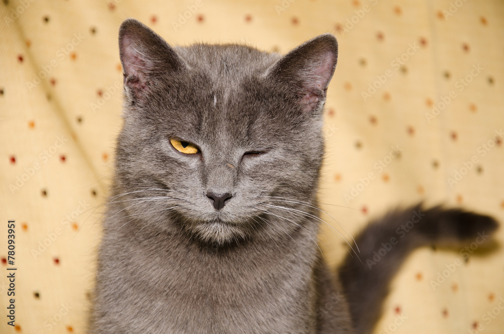 Gatto certosino fa locchiolino