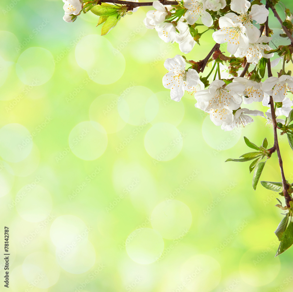 Сherry  blossom  in spring.