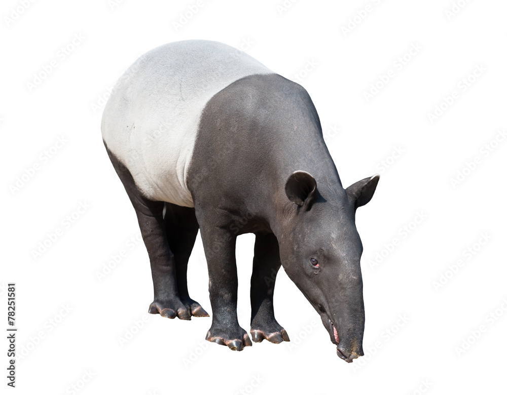 隔离的马来亚tapir或亚洲tapir