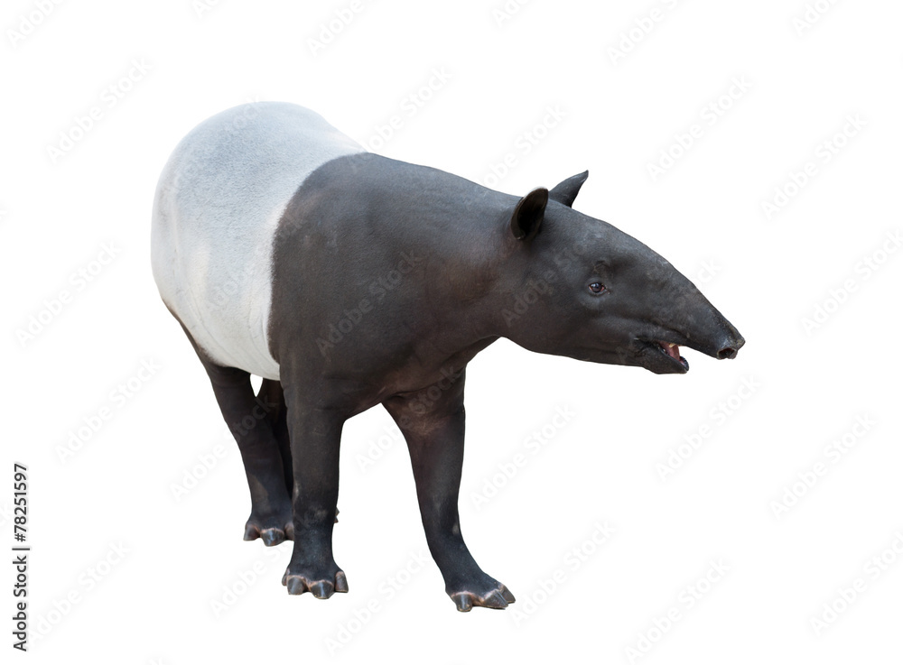 隔离的马来亚tapir或亚洲tapir