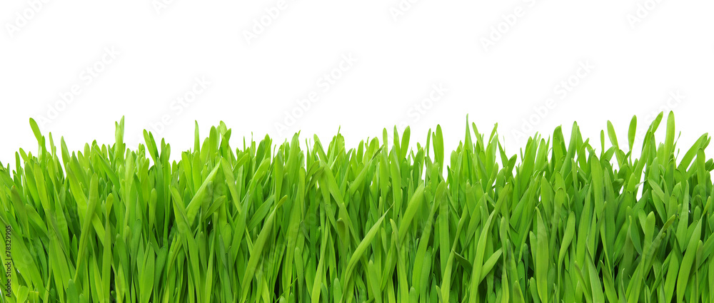 Green grass on white background