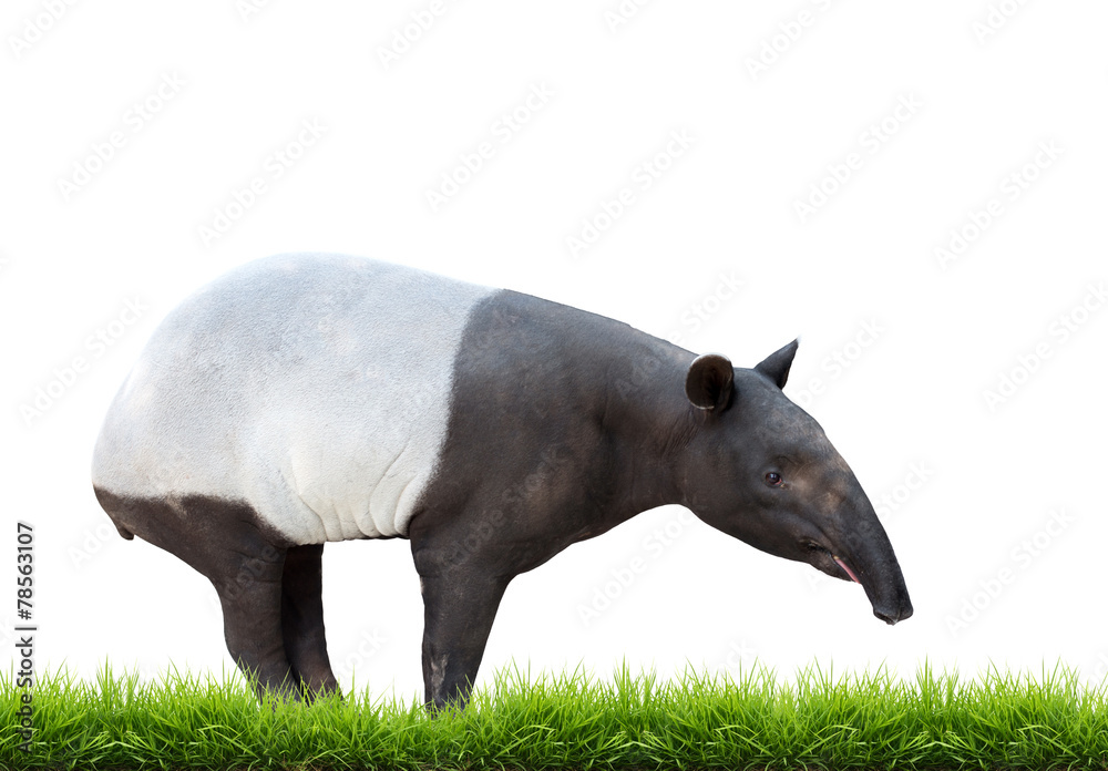 隔离的马来亚tapir或亚洲tapir