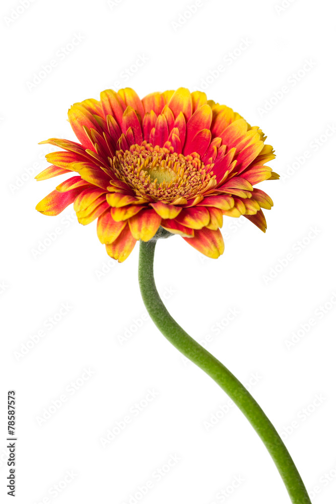 Orange flower gerbera