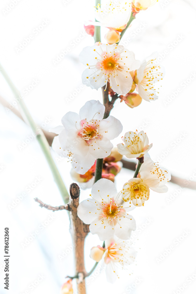 早春の梅の花　縦位置 Flower length position of the plum