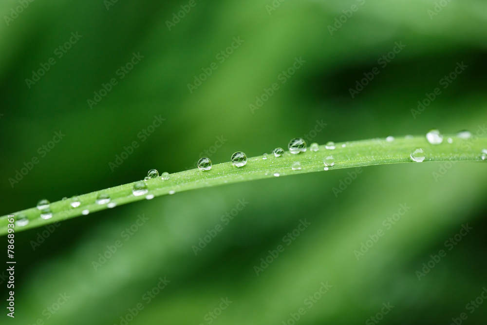 Water droplet on green grass