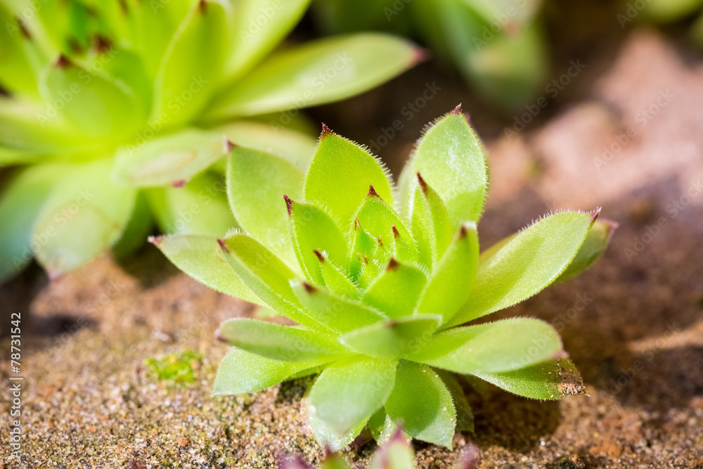 年轻的绿色sempervivum特写