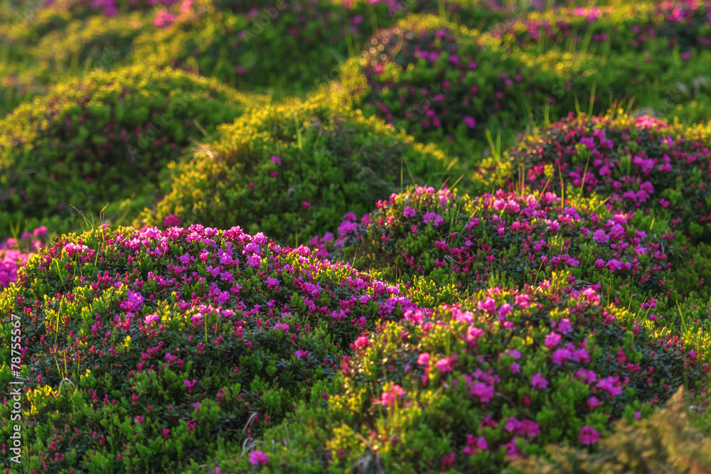 杜鹃花