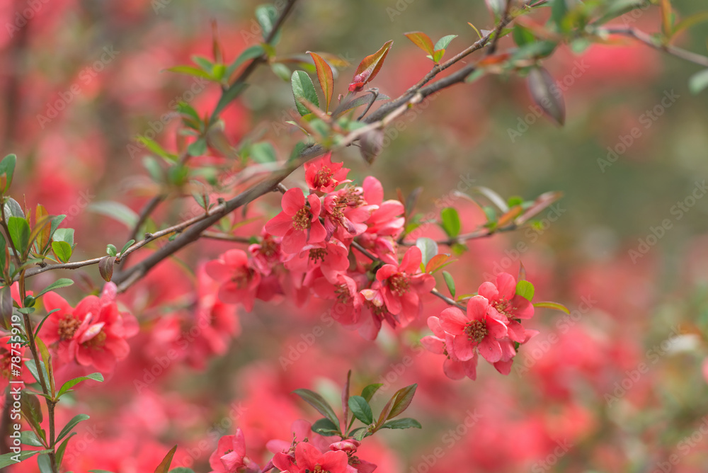 樱花