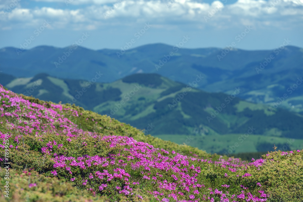 杜鹃花