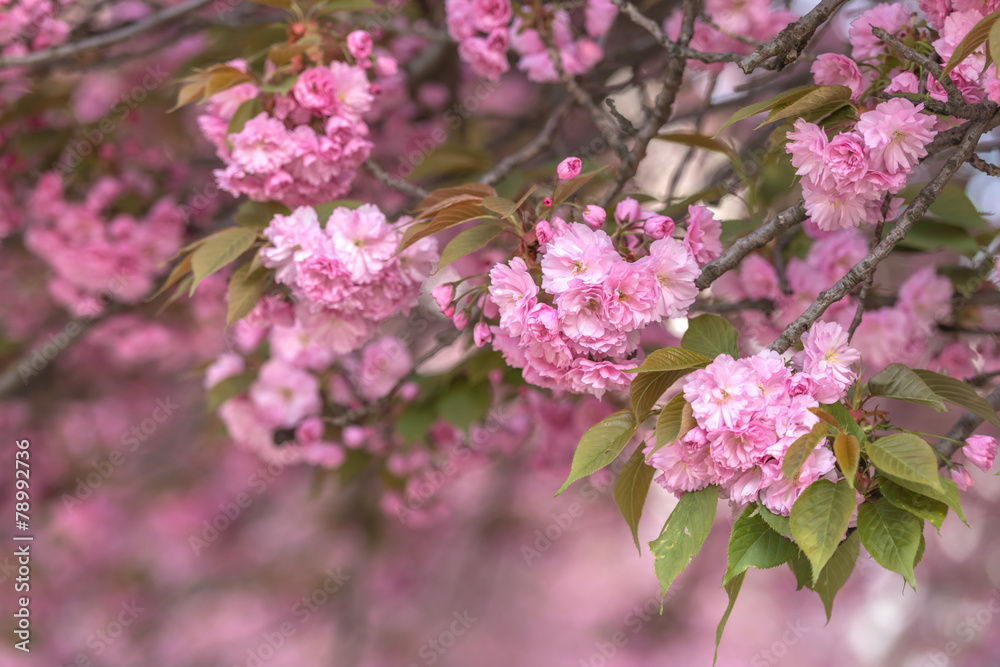 sakura