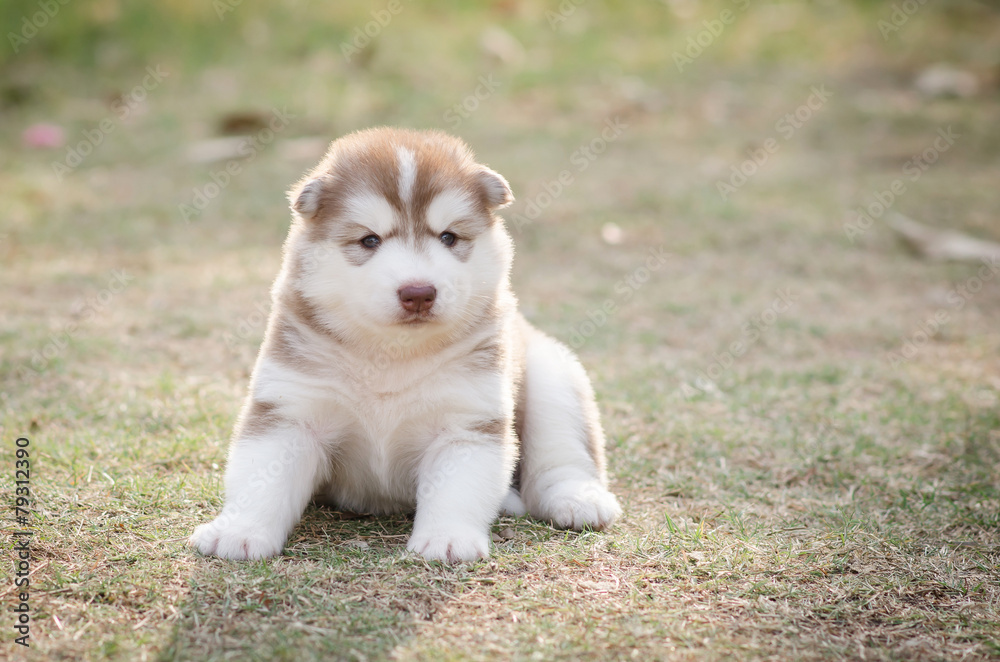 Cute siberian husky puppy on green grass