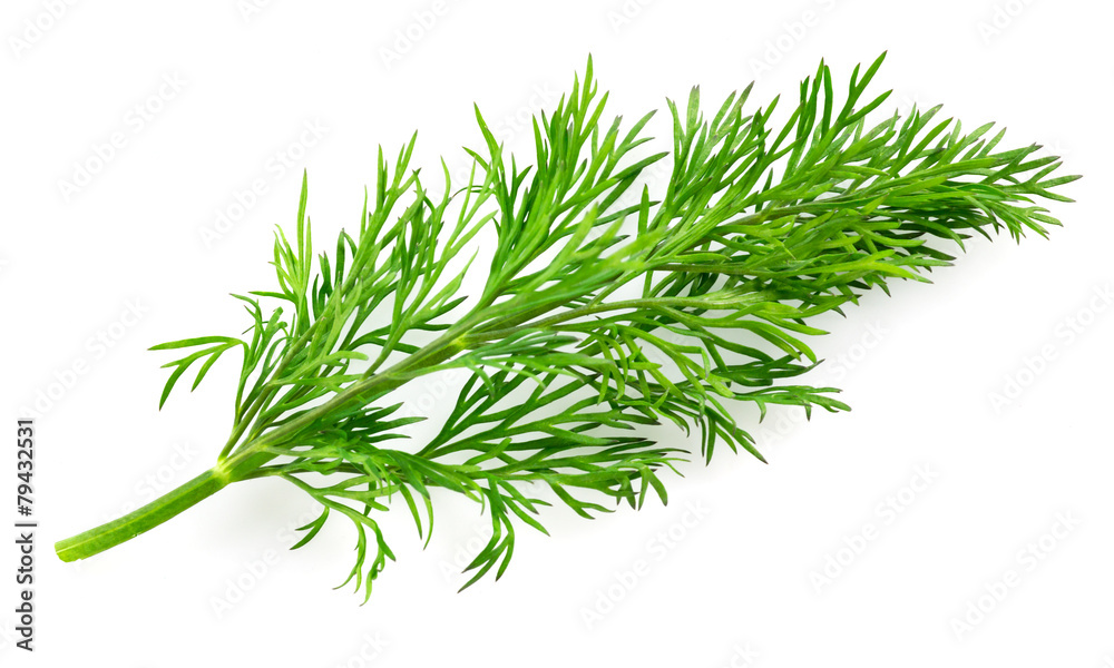 Dill isolated on white background