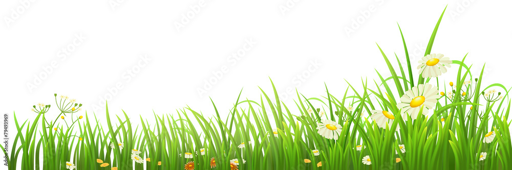 Green grass and flowers on white, vector illustration